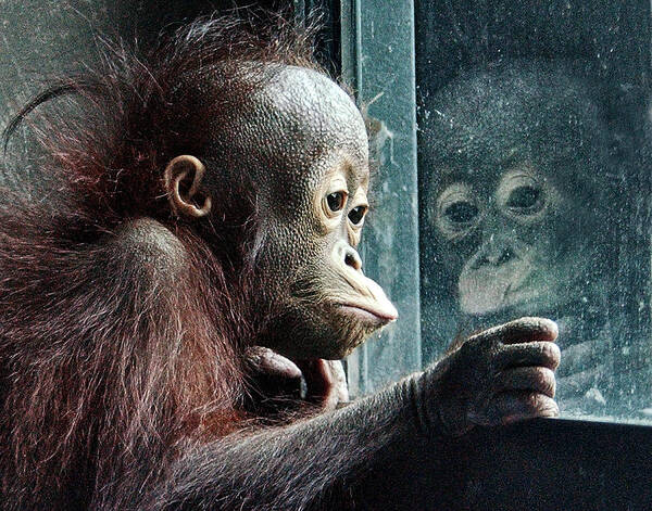 Orangutan Art Print featuring the photograph Melancholy Baby by Wade Aiken