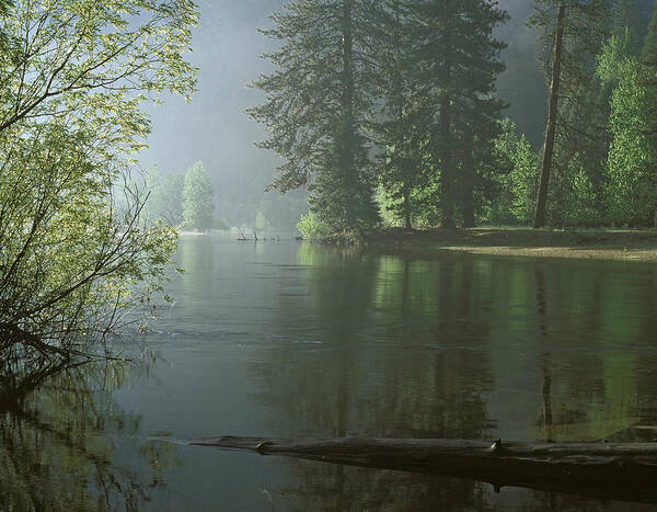 Yosemite Art Print featuring the photograph Misty Morning in Yosemite by Johan Elzenga