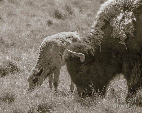 Buffalo Art Print featuring the photograph Mom And Baby Buffalo by Rebecca Margraf