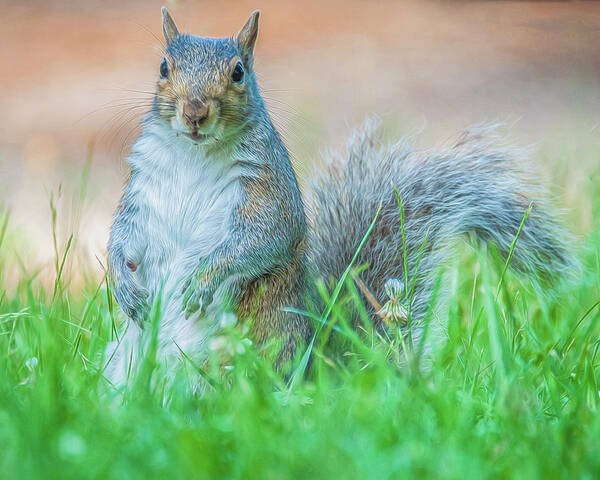 Mammal Art Print featuring the photograph Momma Squirrel by Cathy Kovarik