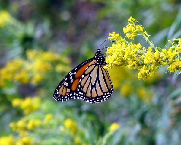 Monarch Art Print featuring the photograph Monarch on Goldenrod 1 by George Jones