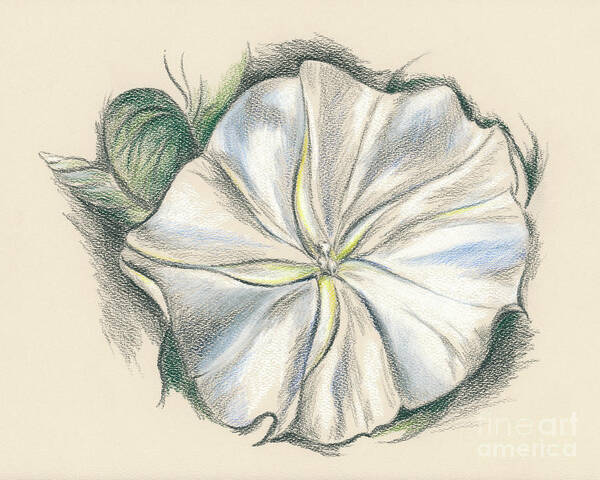 Botanical Art Print featuring the drawing Moonflower Mixed Media Drawing by MM Anderson