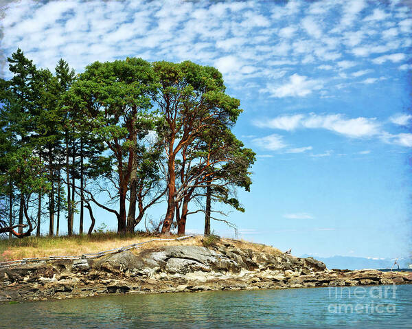 Galiano Island Art Print featuring the photograph Morning Beach Arbutus Trees by Maria Janicki