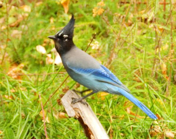 Blue Bird Art Print featuring the painting Mountain Blue Jay by Jayne Kerr