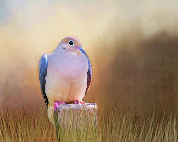 Dove Art Print featuring the photograph Mourning Dove Painted Portrait by Cathy Kovarik