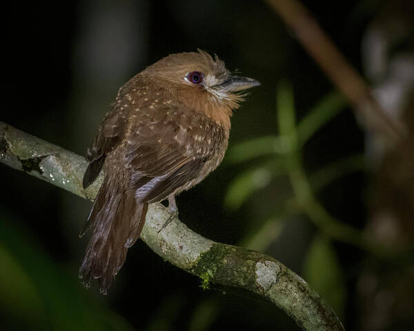 Bird Art Print featuring the photograph Moustached Puffbird Filandia Quindio Colombia by Adam Rainoff
