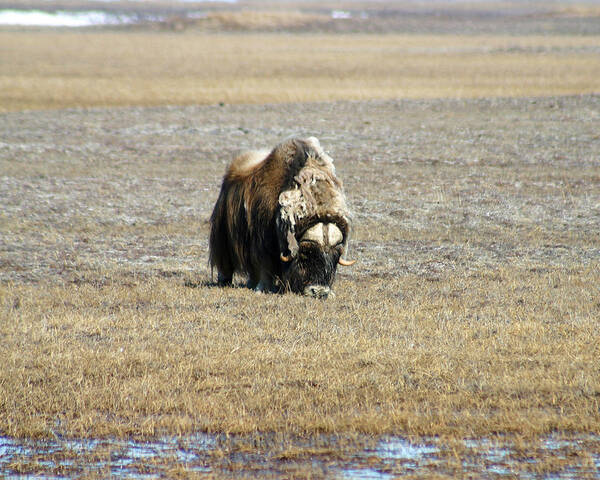 Musk Ox Art Print featuring the photograph Musk Ox Grazing by Anthony Jones