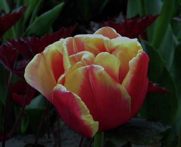 Tulip Art Print featuring the photograph Mysterious tulip by Manuela Constantin