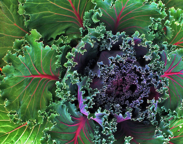 Kale Art Print featuring the photograph Naples Kale by Lynda Lehmann