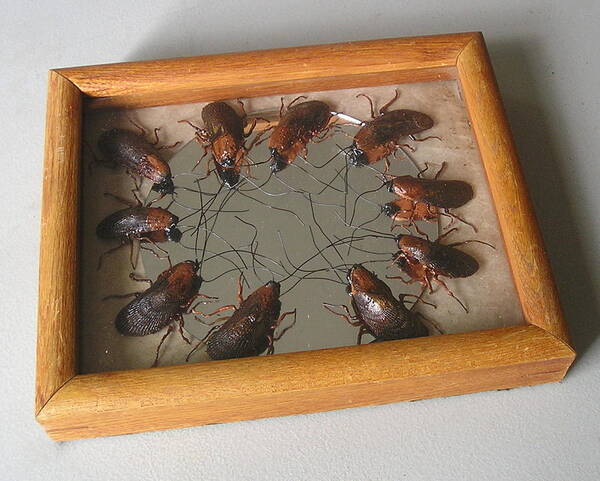  Art Print featuring the mixed media Narcissistic Cockroaches by Roger Swezey