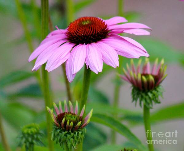 Pink Art Print featuring the photograph Nature's Beauty 80 by Deena Withycombe