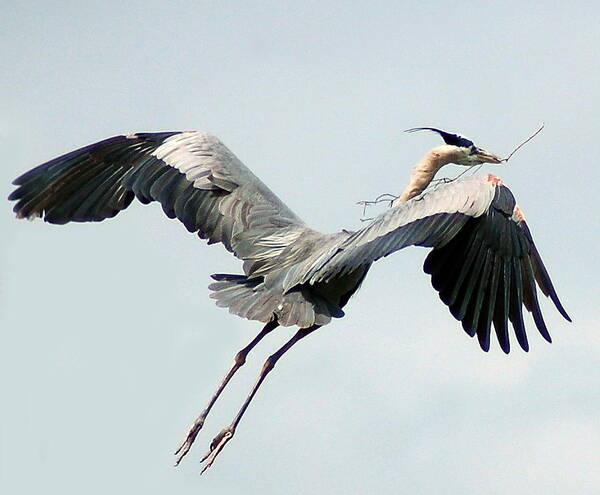 Woodstork Art Print featuring the photograph Nest Building II by Sandy Poore