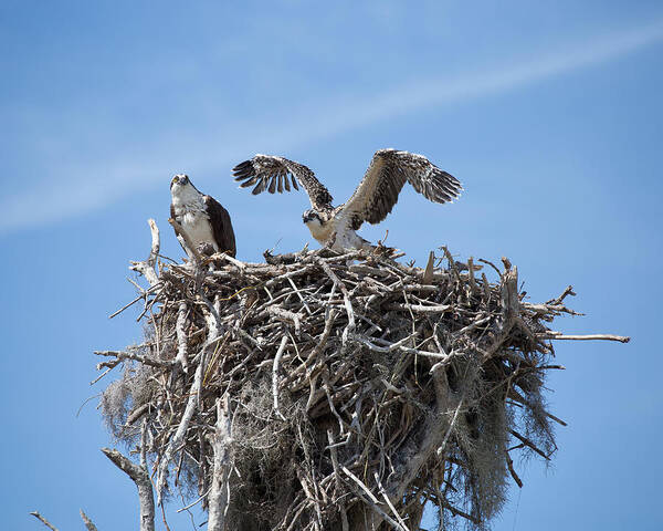 Osprey Art Print featuring the photograph Nesting Osprey by Rudy Umans