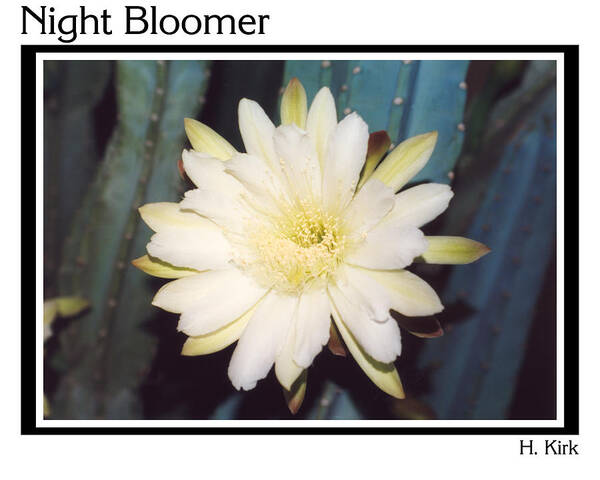 Night Bloomer Cereus Bloom White Green Organ Pipe Art Print featuring the photograph Night Bloomer Posters by Heather Kirk