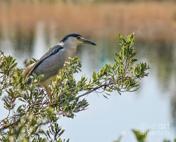 Heron Art Print featuring the photograph Night Heron by Michelle Tinger