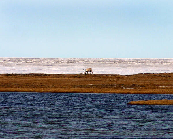 Arctic Art Print featuring the photograph North Slope by Anthony Jones