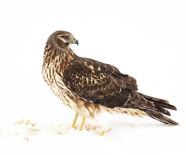 Bird Art Print featuring the photograph Northern Harrier with the Last of the Prey by Dennis Hammer