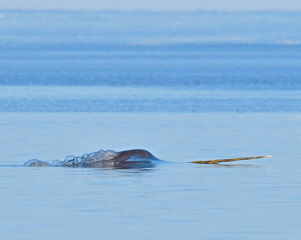 Narwhal Art Print featuring the photograph Northern Unicorn by Tony Beck