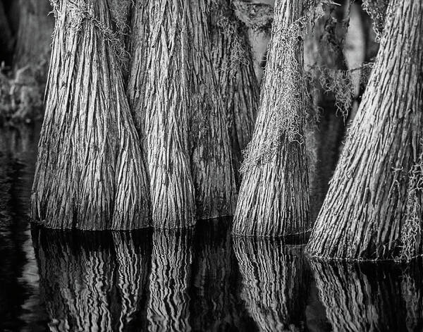 Cypress Art Print featuring the photograph Okefenokee Cypress by Rod Kaye
