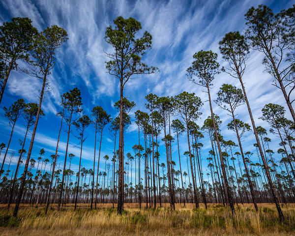 Art Art Print featuring the photograph Okefenokee Sky by Gary Migues
