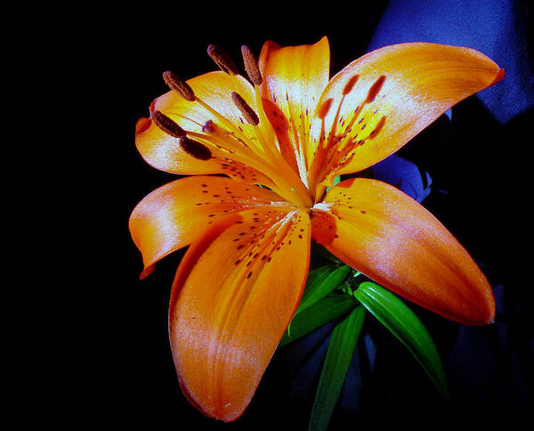 Flower Art Print featuring the photograph orange Glow by Robert Och