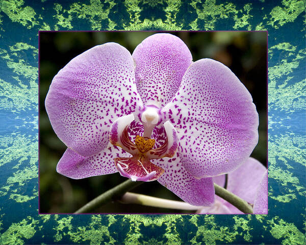 Nature Photos Art Print featuring the photograph Orchid Goodness by Bell And Todd