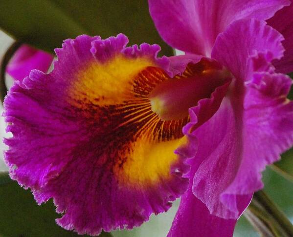 Orchid Art Print featuring the photograph Orchid in the Wild by Debbie Karnes