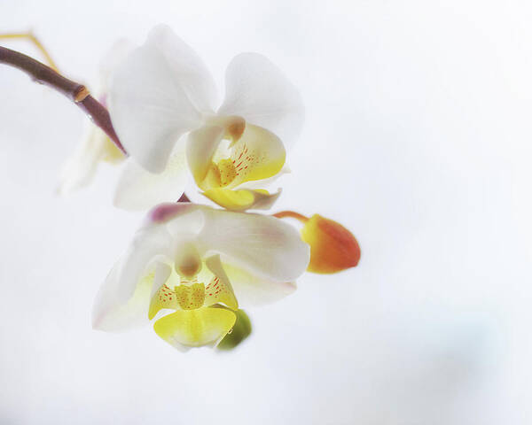 Orchid Art Print featuring the photograph Orchid Zen by Sue Capuano