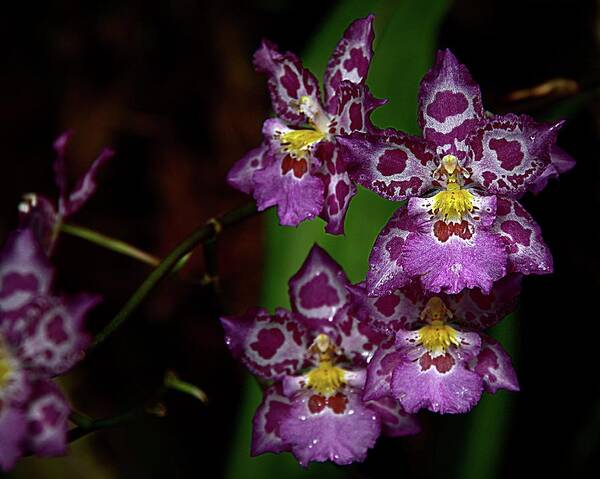 Purple Patterned Orchids Art Print featuring the photograph Orchids 12 by Karen McKenzie McAdoo