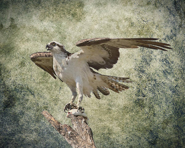 Osprey Art Print featuring the photograph Osprey and prey by Rudy Umans