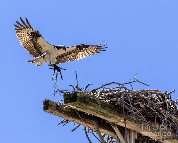 Osprey Art Print featuring the photograph Osprey Nest Building by Phil Spitze