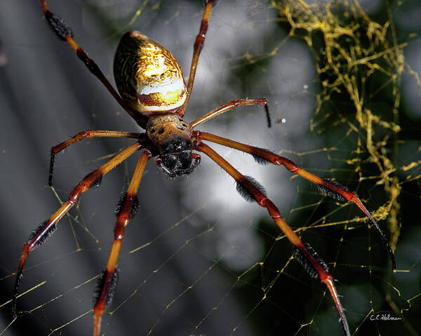 Spider Art Print featuring the photograph Out Of The Dark by Christopher Holmes