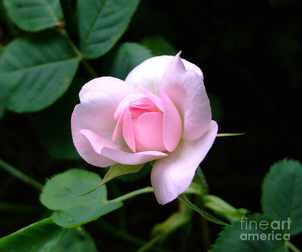 Pink Art Print featuring the photograph Pale Pink Rose by Julia Underwood