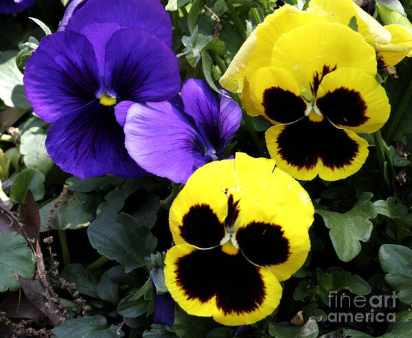 Pansies Art Print featuring the photograph Pansy Boys by Paul Anderson