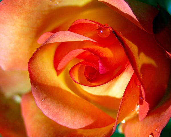 Rose Art Print featuring the photograph Peach Rose by Amy Fose