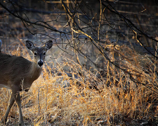 Whitetail Deer Art Print featuring the photograph Peeking Whitetail Doe by Michael Dougherty