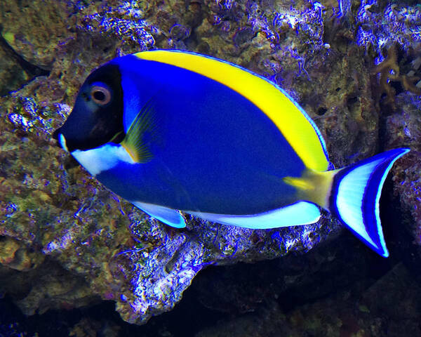 Blue Tang Fish Art Print featuring the photograph Blue Tang Fish by Kathy M Krause