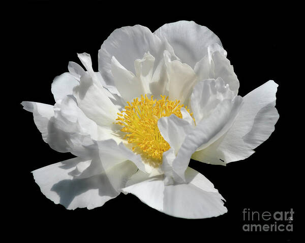 Diane Berry Art Print featuring the photograph Peony June by Diane E Berry