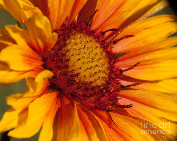 Gaillardia Art Print featuring the photograph Petals of Fire by Katie LaSalle-Lowery