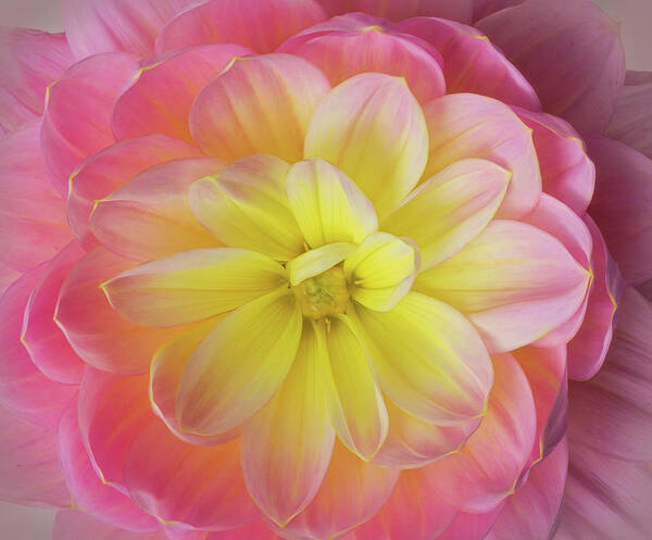 Dahlia Art Print featuring the photograph Pink and Yellow Dahlia by Mary Jo Allen