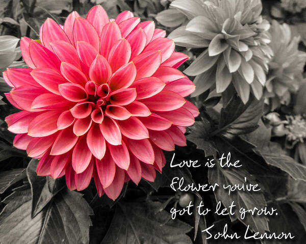 Dahlias Art Print featuring the photograph Pink Dahlia with John Lennon Quote by Dawn Key