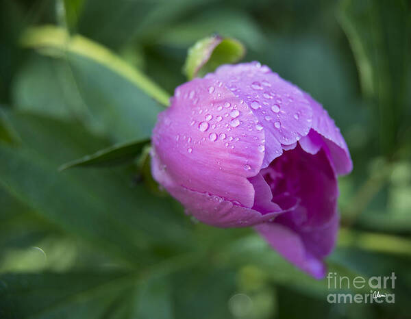 Pink Peony Art Print featuring the photograph Pink Peony by Alana Ranney