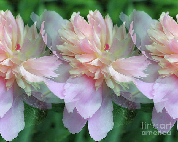 Peony Art Print featuring the photograph Pink Peony Petals by Smilin Eyes Treasures