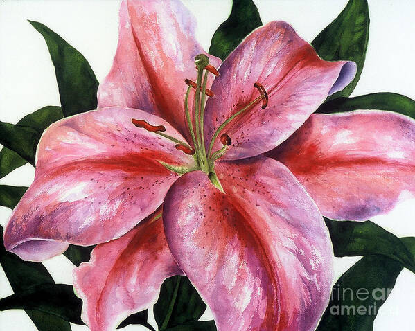 Floral Art Print featuring the painting Pink Stargazer Lily by Karen Ann