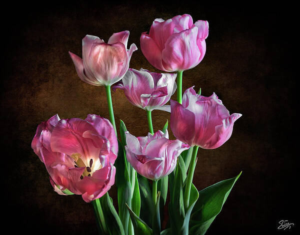 Pink Tulips Art Print featuring the photograph Pink Tulips by Endre Balogh