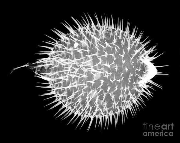 Xray Art Print featuring the photograph Porcupine Puffer by Ted Kinsman