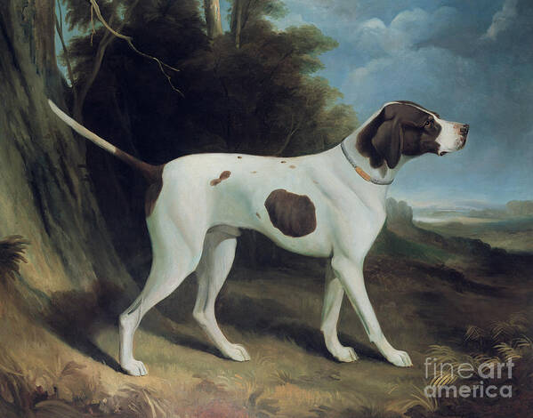 Dog Art Print featuring the painting Portrait of a liver and white pointer by George Garrard
