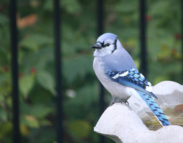 Pretty Art Print featuring the photograph Pretty in Blue Jay by Diane Lindon Coy