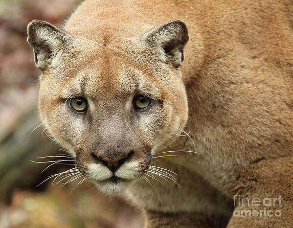 Autumn Art Print featuring the photograph Puma Male Approaching by Max Allen
