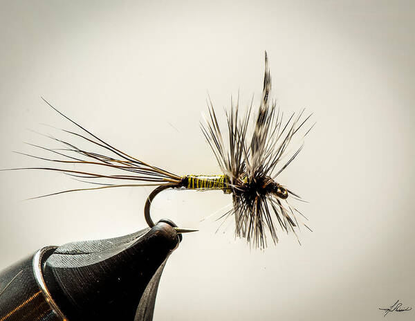 Fly Fishing Art Print featuring the photograph Quill Body Mayfly by Phil And Karen Rispin